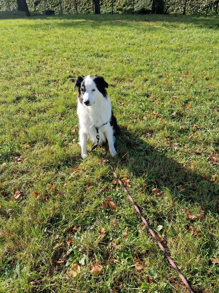 Kaya sur un grand terrain assis