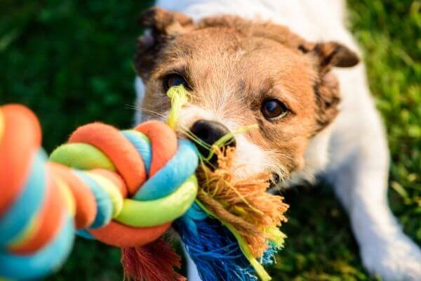 Petit chien tire sur une corde  