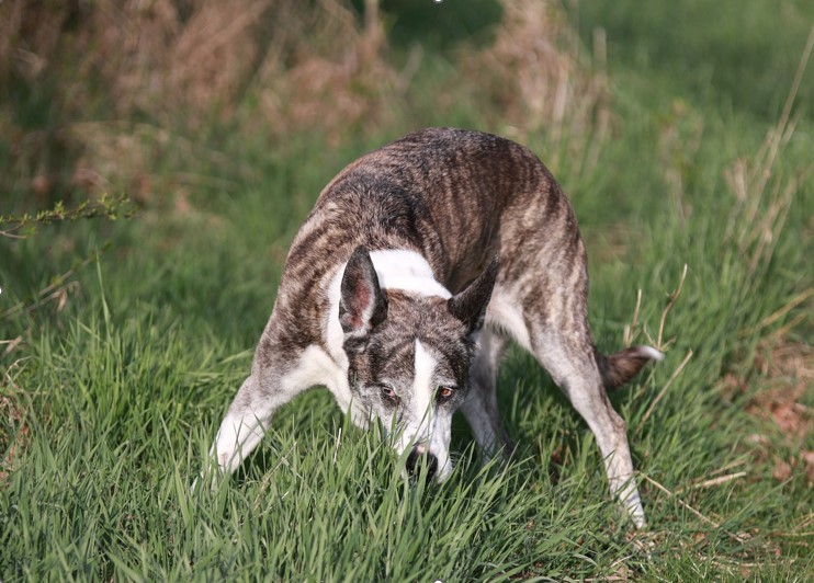 Chien en liberté, renifle le terrain