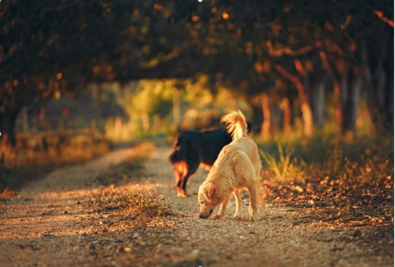 promenade deux chiens dans un chemin au bois 